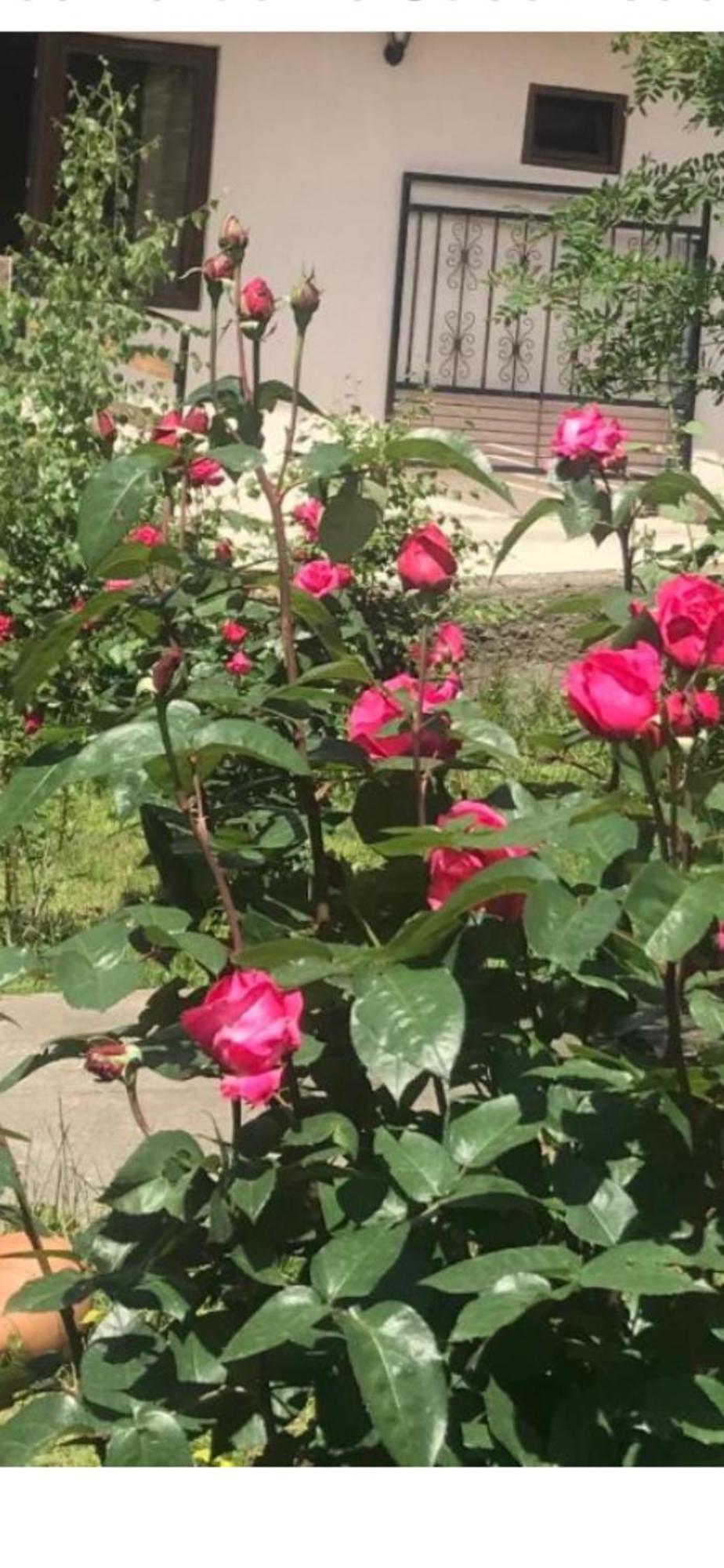 קזבגי Soso Burduli'S Guesthouse מראה חיצוני תמונה